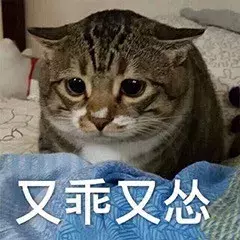 最近很火的40张猫咪表情包