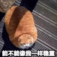 最近很火的40张猫咪表情包