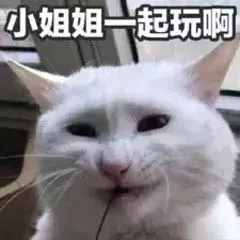 最近很火的40张猫咪表情包