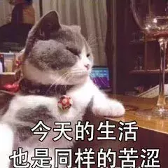 最近很火的40张猫咪表情包