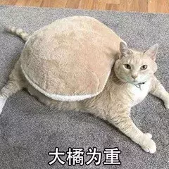 最近很火的40张猫咪表情包