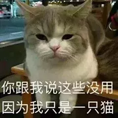 最近很火的40张猫咪表情包