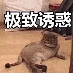 最近很火的40张猫咪表情包