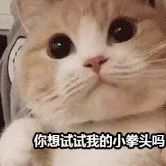 最近很火的40张猫咪表情包