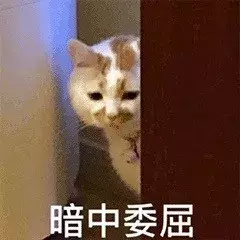 最近很火的40张猫咪表情包