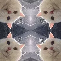 最近很火的40张猫咪表情包