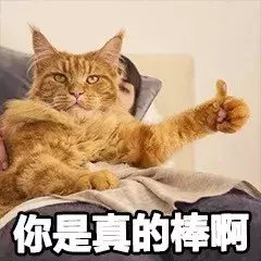 最近很火的40张猫咪表情包