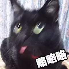 最近很火的40张猫咪表情包