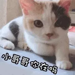 最近很火的40张猫咪表情包