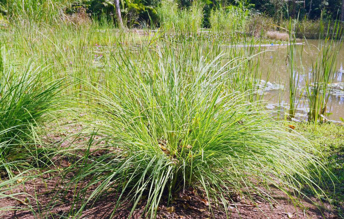 汉字的温度:《甄嬛传》里甄嬛为什么被赐名"莞",有啥含义?