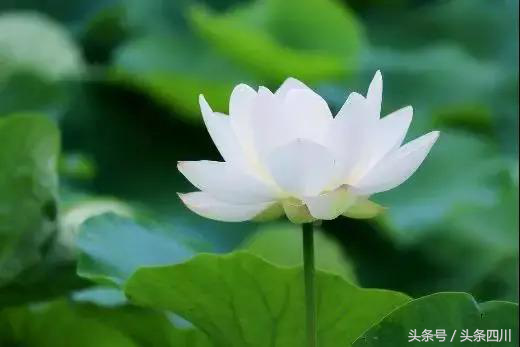 你期待的成都校园旅游指南来啦，往下看还有更多宿舍神器等你拿！