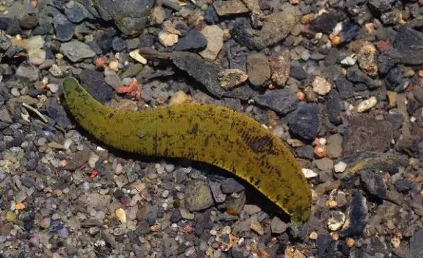 蚂蟥最怕什么蚂蚁的克星