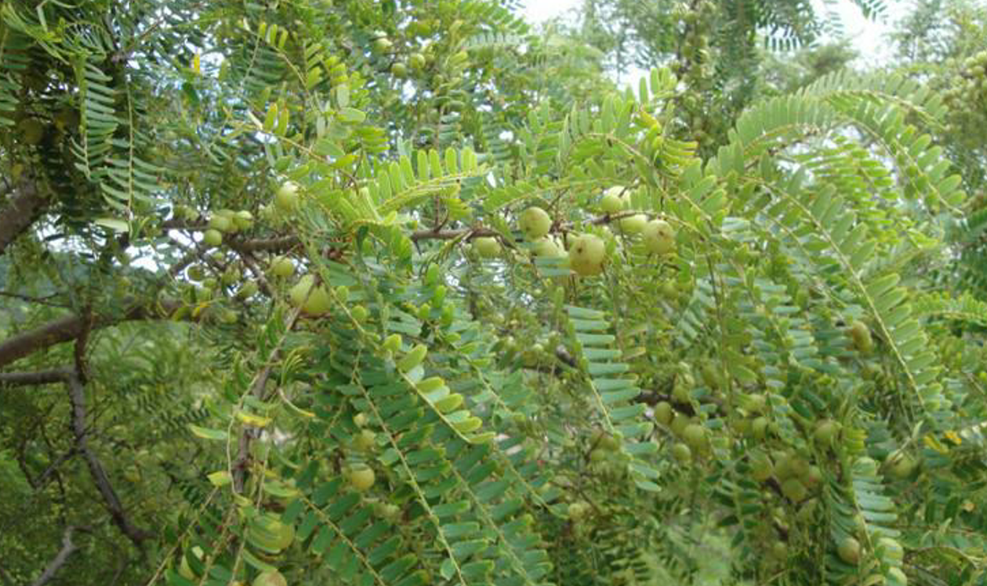 云南野生橄榄果的功效与作用(云南野生石橄榄)-我的快乐小窝