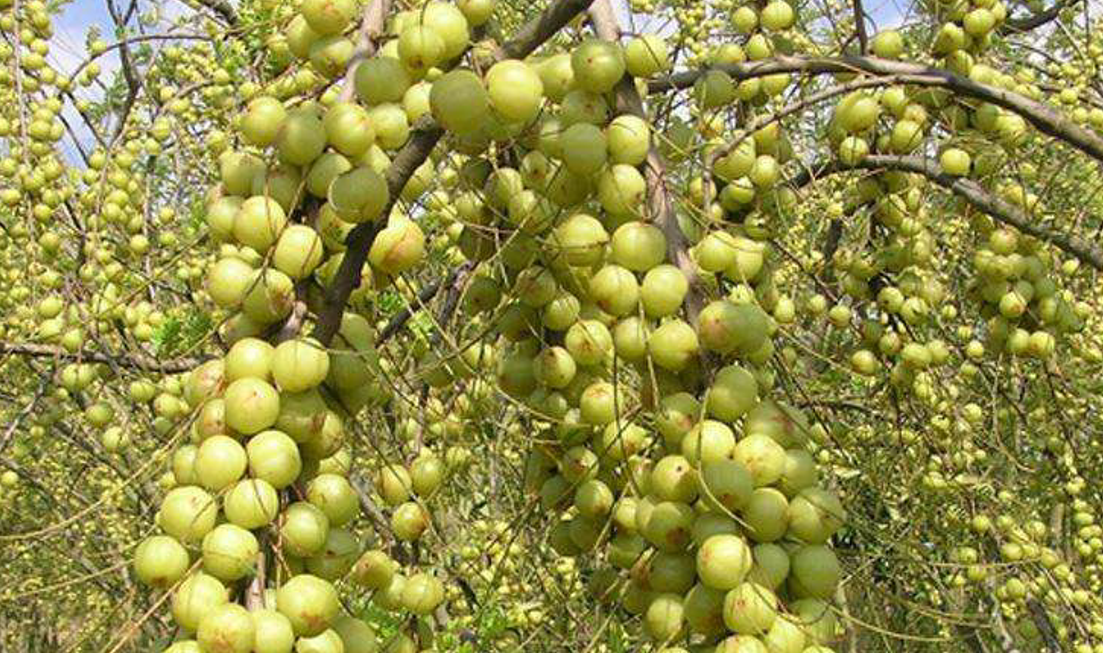 余甘子的药用价值:农业兴起据资料所记载,余甘子可治疗感冒发热,咳嗽