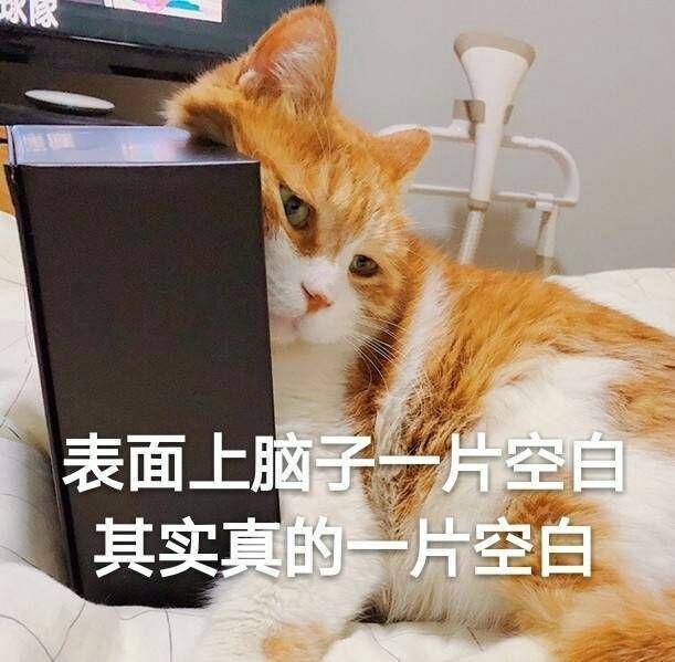 搞笑的猫咪表情包31张，拿去折腾男朋友吧