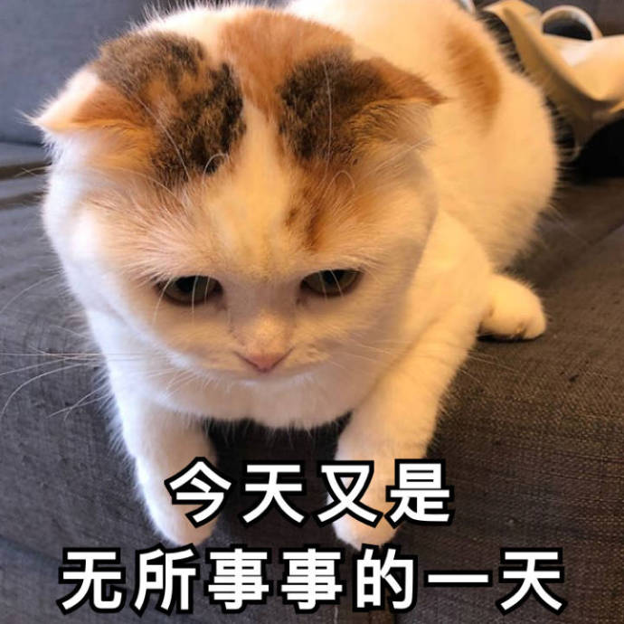 搞笑的猫咪表情包31张，拿去折腾男朋友吧