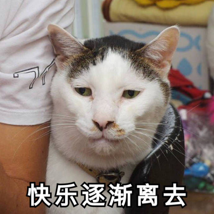 搞笑的猫咪表情包31张，拿去折腾男朋友吧