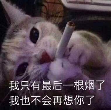 搞笑的猫咪表情包31张，拿去折腾男朋友吧