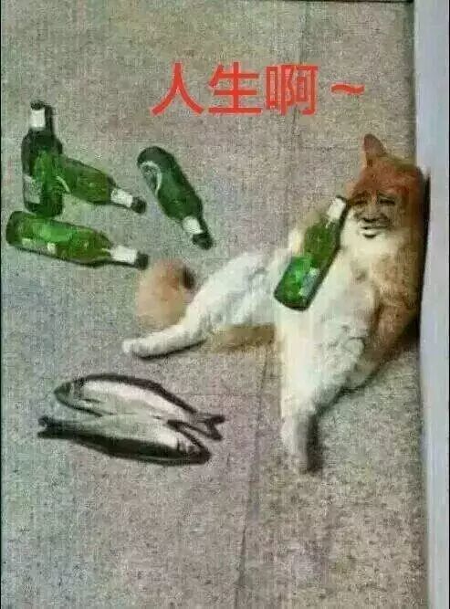 搞笑的猫咪表情包31张，拿去折腾男朋友吧