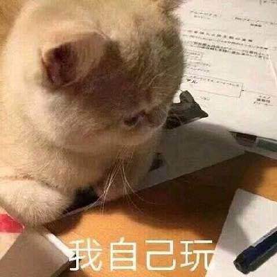 搞笑的猫咪表情包31张，拿去折腾男朋友吧