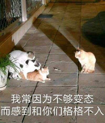 搞笑的猫咪表情包31张，拿去折腾男朋友吧