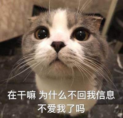 搞笑的猫咪表情包31张，拿去折腾男朋友吧