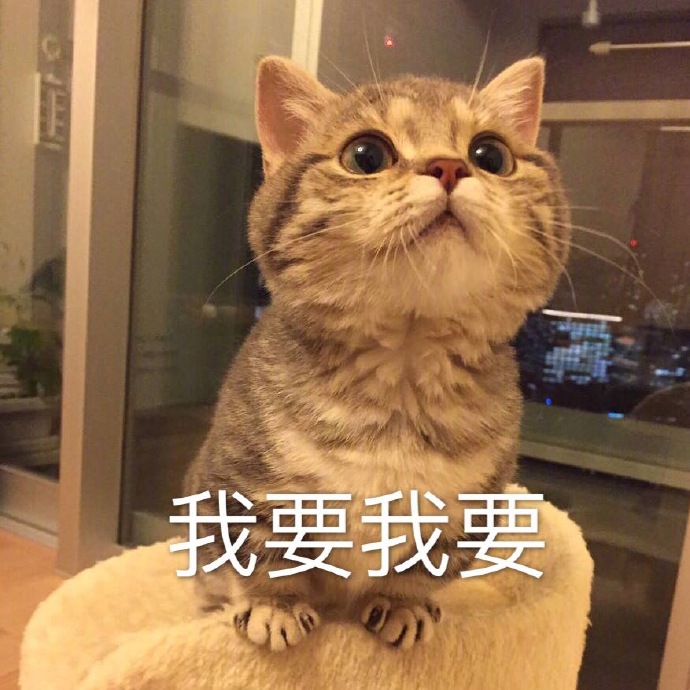 搞笑的猫咪表情包31张，拿去折腾男朋友吧