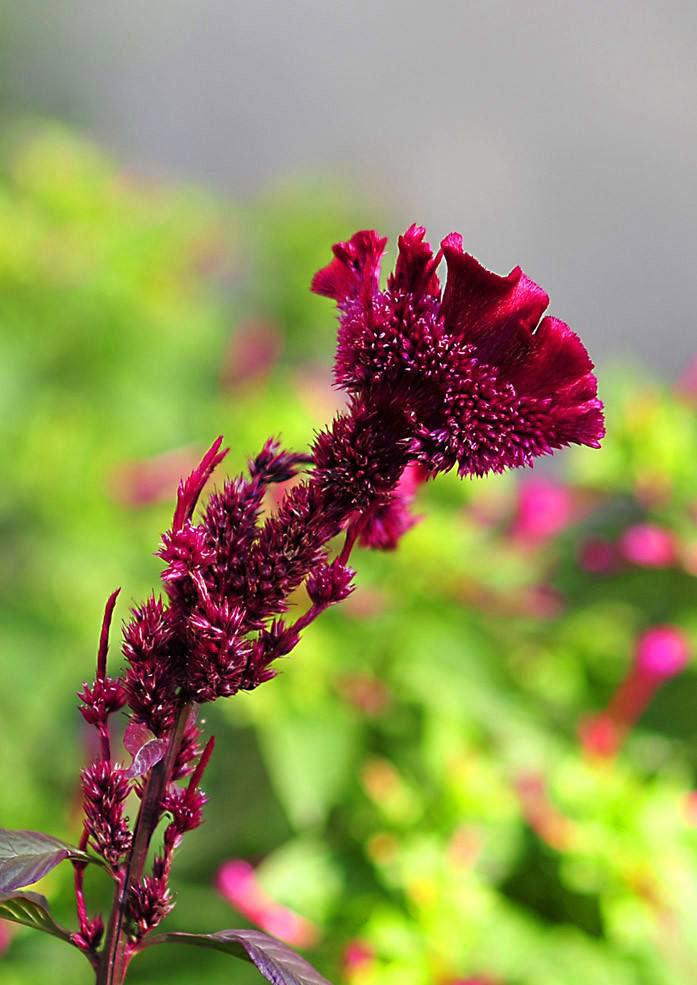 属鸡人得养什么花能带来好运_达一风水网