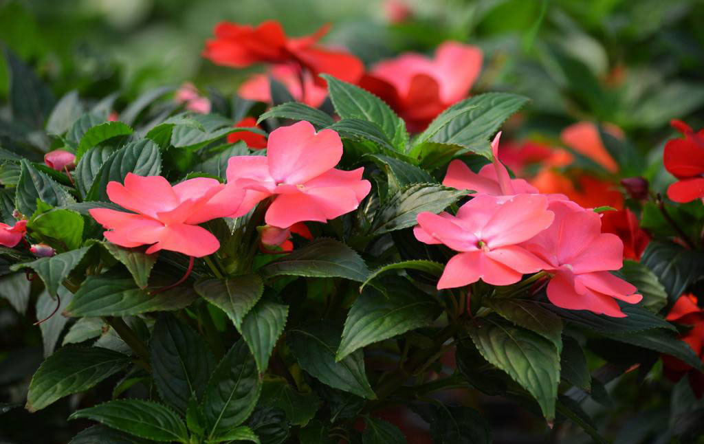 属鸡人得养什么花能带来好运_达一风水网