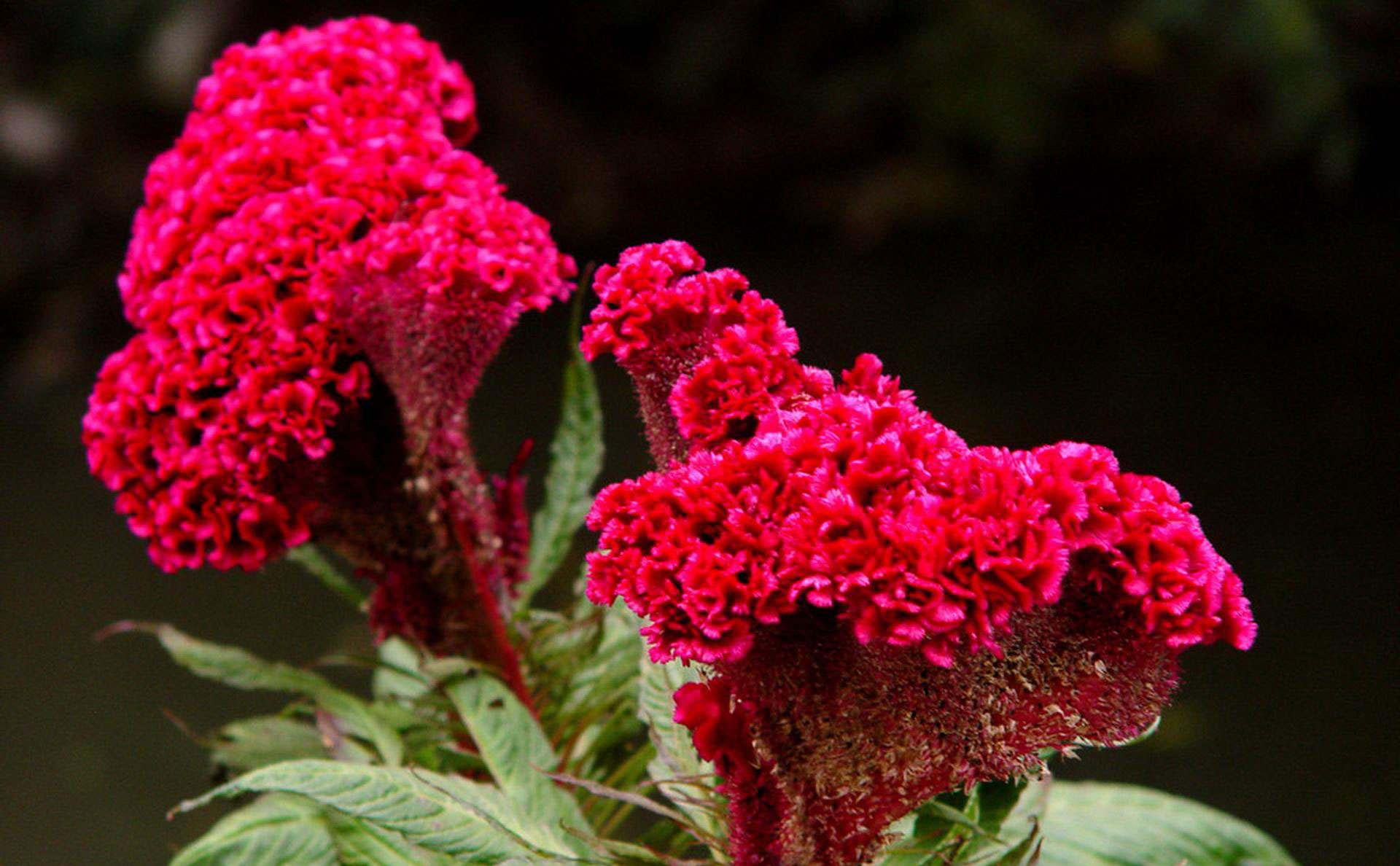 属鸡的人开运植物凤仙花,鸡冠花带给属鸡的人幸运的植物庞大的观叶