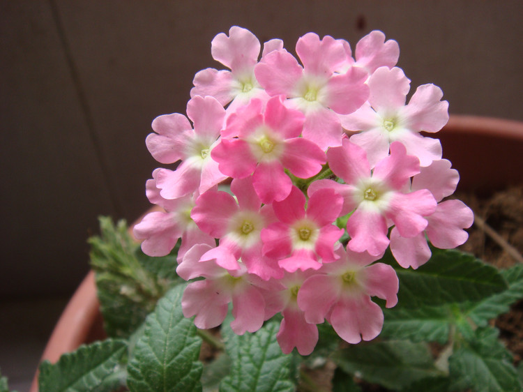 美女樱的养殖方法和注意事项(4种因素教你养殖好美女樱)