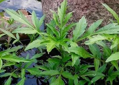 田间24种杂草高清图(建议收藏)