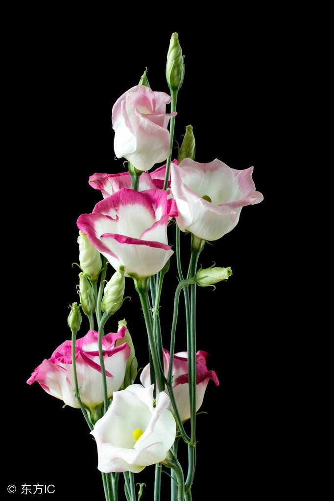 金牛座,双子座,巨蟹座 它们的诞生花,幸运花,守护花有哪些?