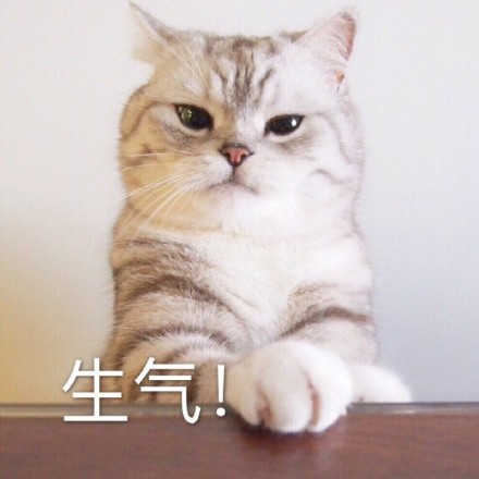 可爱猫咪表情包15张:我懂了,我就是你可有可无的网友