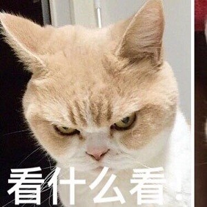 可爱猫咪表情包15张:我懂了,我就是你可有可无的网友