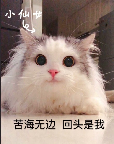 可爱猫咪表情包15张:我懂了,我就是你可有可无的网友