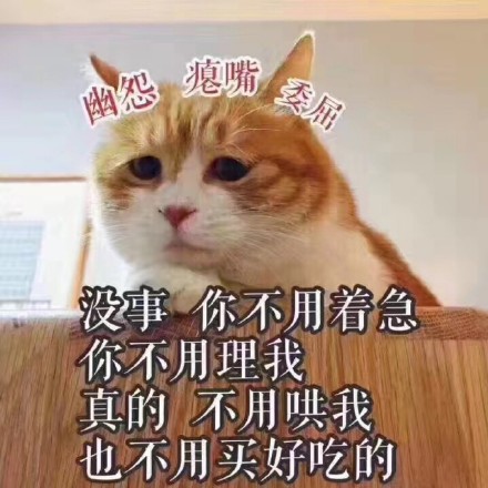 可爱猫咪表情包15张:我懂了,我就是你可有可无的网友