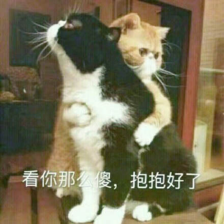 可爱猫咪表情包15张:我懂了,我就是你可有可无的网友