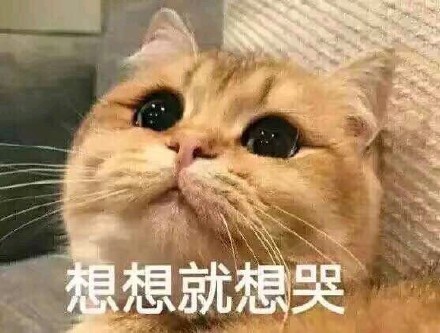 可爱猫咪表情包15张:我懂了,我就是你可有可无的网友