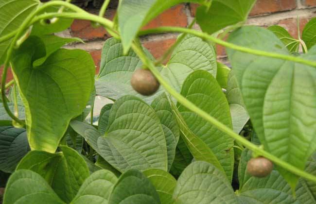 它读第二个shǔ时,指的是"藷蓣",其实就是山药,薯蓣科.