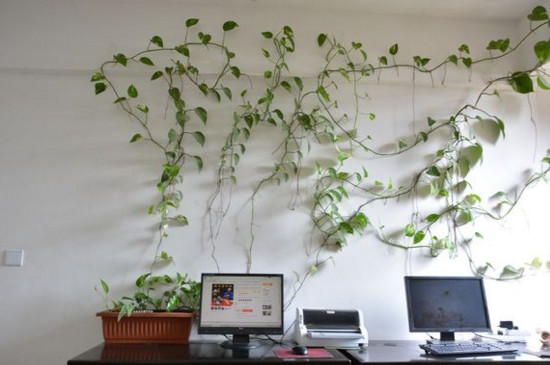 绿萝爬墙小妙招,只需一卷胶带,就能让它爬成背景墙!