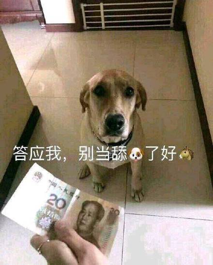 狗狗表情包：你现在就马上亲到我的脸上