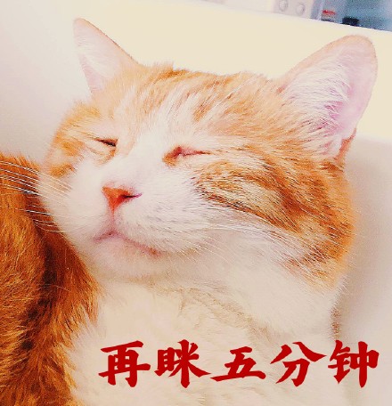 搞笑猫咪表情包39张