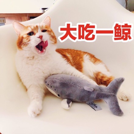 搞笑猫咪表情包39张