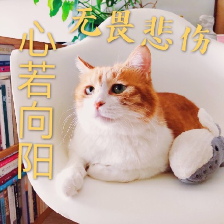 搞笑猫咪表情包39张