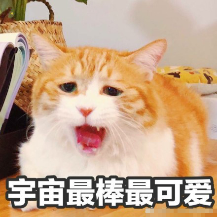 搞笑猫咪表情包39张