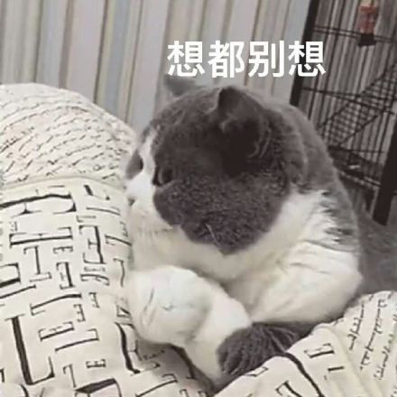 搞笑猫咪表情包39张