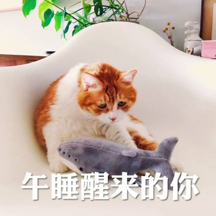 搞笑猫咪表情包39张