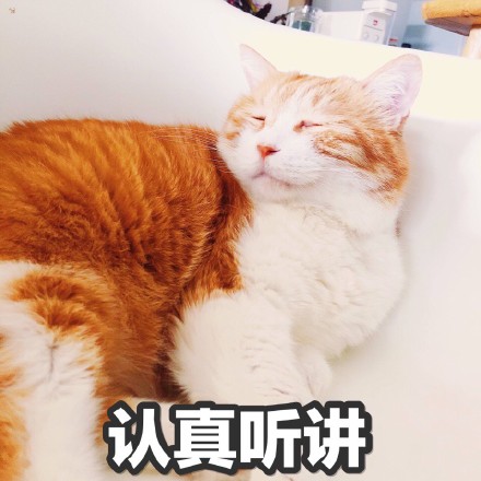 搞笑猫咪表情包39张