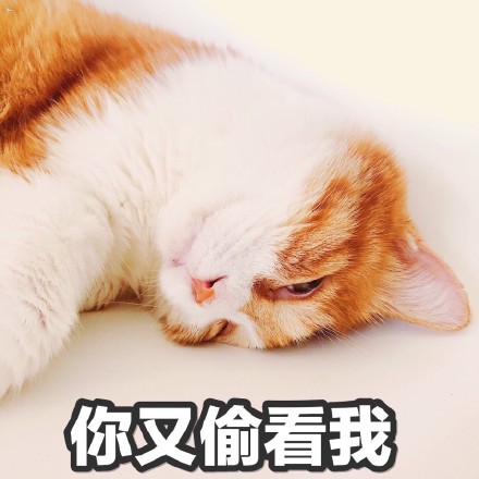 搞笑猫咪表情包39张